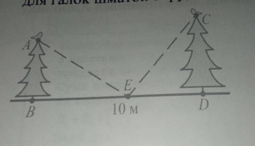 Hа верхівках двох ялинок сидять дві галки. Висота ялинок дорвнює 4 м і 6м, а вдстань між ними- BD =