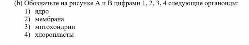 Обозначьте на рисунке А и В цифрами 1, 2, 3, 4 следующие органоиды