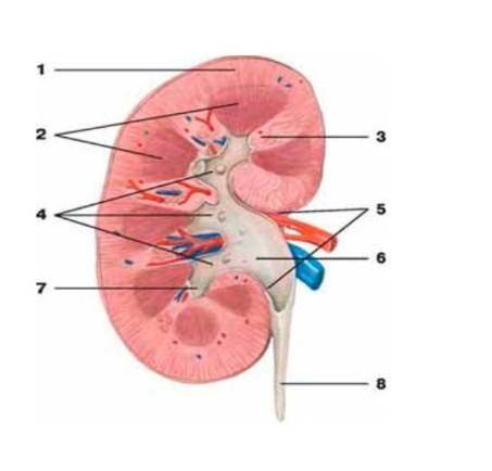 Подпишите структурные компоненты почки.
