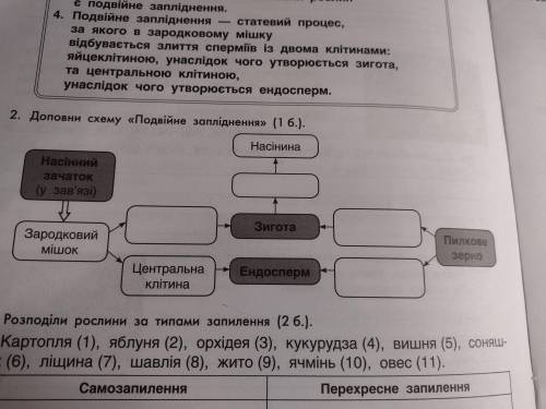 2. Допиши схему подвійне запліднення