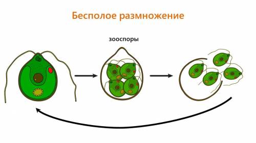 описать по изображению бесполое размножение водорослей.