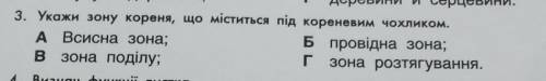 3. Укажи зону кореня, що міститься під кореневим чохликом. A Всисна зона; Б провідна зона; в зона по