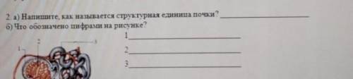 2. а) Напишите, как называется структурная единица почки? б) Что обозначено цифрами на рисунке?