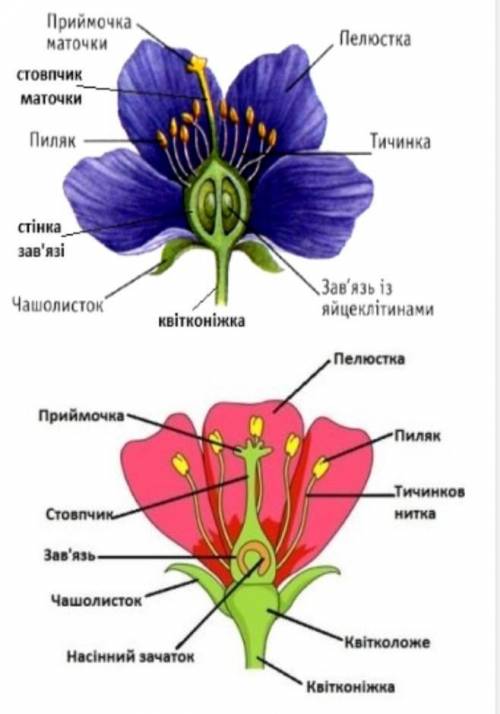 До іть! позначте цифрами на малюнку будову квітки.