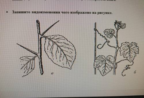 Видоизменения чего изображено на рисунке?