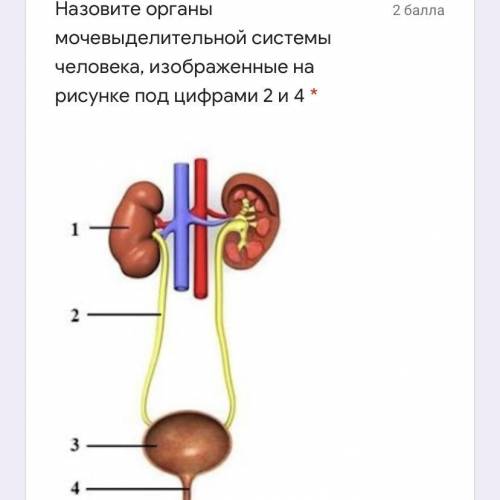 Назовите органы мочевыделительной системы человека, изображенные на рисунке под цифрами 2 и 4 * Под