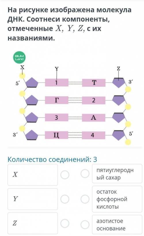 На рисунке изображена молекула ДНК. Соотнеси компоненты, отмеченные X, Y, Z, с их названиями. BILIM