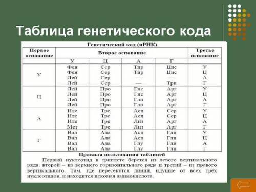 Какие триплеты кодируют триптофан согласно таблице генетического кода? Какие триплеты кодируют глута