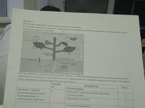 Задание 3. На рисунке приведена схема обмена веществ в растении. (а) Сравните процессы дыхания и фот