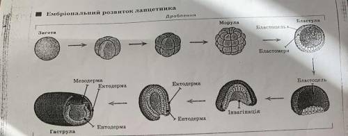 Придумати мету ,висновок на речень 7-10