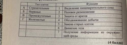 Найдите соответствие между типом клеток и выполняемыми ими функциями