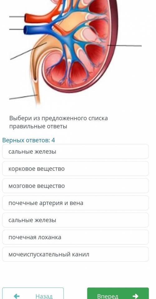 На рисунке изображение почки. Внимательно рассмотрите, вспомните строение почек. Выбери из предложен