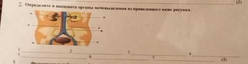 Определите и напишите органы мочевыделения из приведенного ниже рисунка