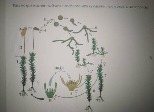Обозначь верную последовательность стадий развития мха, начиная с оплодотворения: 1)зигота2)образова