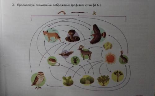 Проаналізуй трофічну сітку