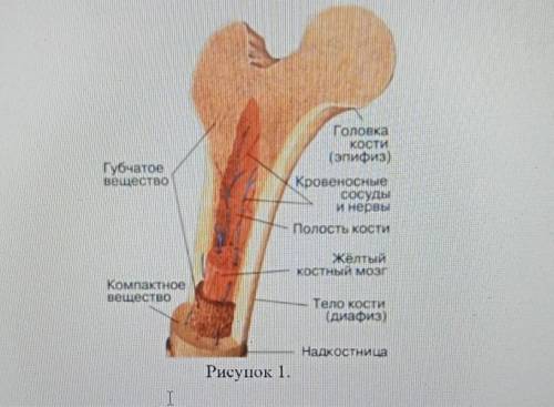 Рассмотрите рисунок 1. Подпишите структуры, за счет которых происходит рост кости в длину и толщину.