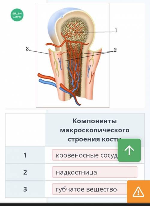 Ученик рассмотрел с лупы распил кости. ученику определить компоненты строения кости