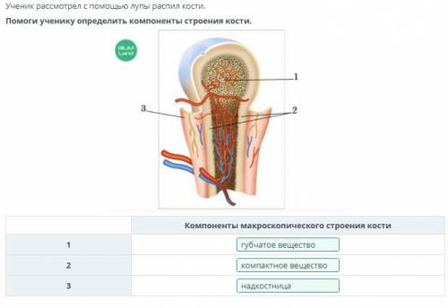 Ученик рассмотрел с лупы распил кости. ученику определить компоненты строения кости