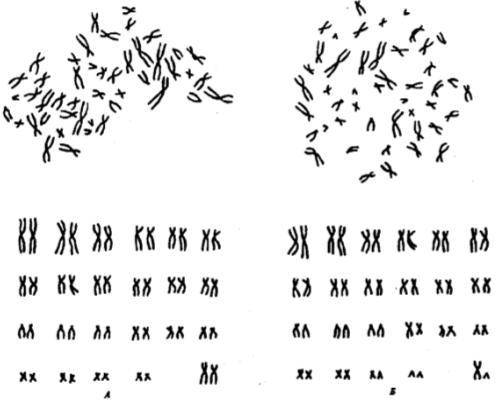 Сравните кариограммы здоровых мужчины и женщины. 5. Сколько пар гомологичных хромосом в данном карио