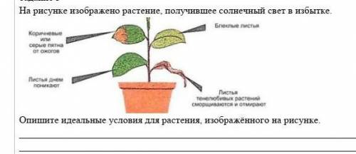 На рисунке изображена растения получившие солнце Следуйте Опишите идеальные условия для растения изо