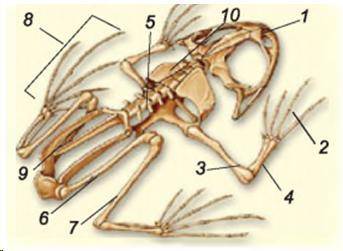 Визначте назви структурних частин амфібії. 1 2 3 4 5 6 7 8 9 10 вот слова: хребет стегно плече гомiл