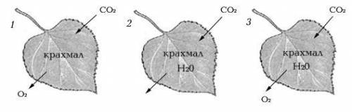 Какой из предложенных трех рисунков соответствует процессу фотосинтеза?