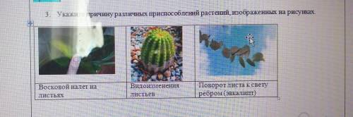 3. Укажите причину различных при растений, изображенных на рисунках.