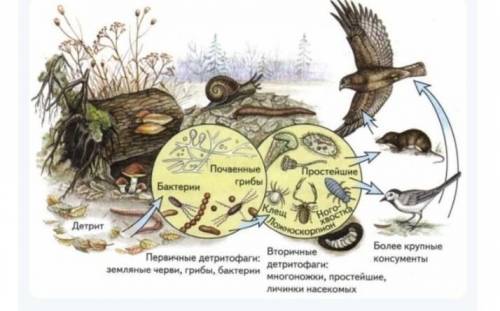 составить схему биологического круговорота по рисунку и цепи питания ( буду очень благодарна