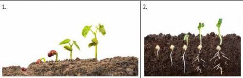 1. Какими цифрами на рисунке обозначены надземное и подземное проростание семени? 2. Установите прав