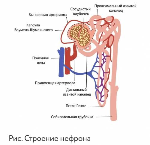 Какая из почечных артерий больше по диаметру? приносящая выносящая переносящая