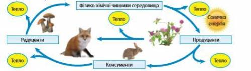 Розгляньте загальну схему перетворення енергії в екосистемах. Застосуйте знання законів термодинамік