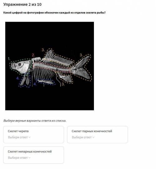 Какой цифрой на фотографии обозначен каждый из отделов скелета рыбы? 1P.png Выбери верные варианты о