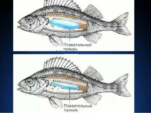 Мышцы и плавательный пузырь рыб