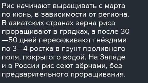 9. Запишите 3-5 предложений по каждому пункту. Как выращивают рис, Рис — белое золото, Легенда о поя