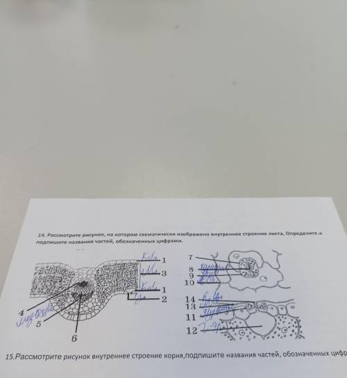 14. Рассмотрите рисунок, на котором схематически изображено внутреннее строение листа, Определите и 