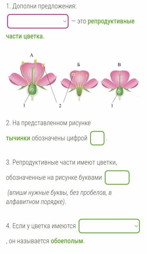 цветок обозначен буквойЖенские и мужские цветки называют