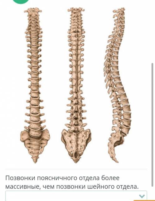 Определи, является утверждение верным или неверным. Позвонки поясничного отдела более массивные, чем