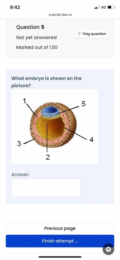 What embryo is shown on the picture?