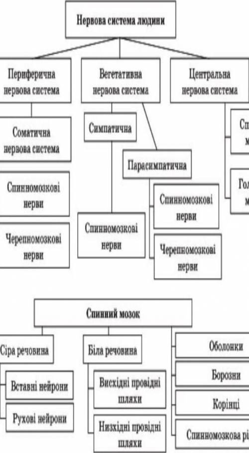 Скласти творчу доповідь на тему «Нервова система»