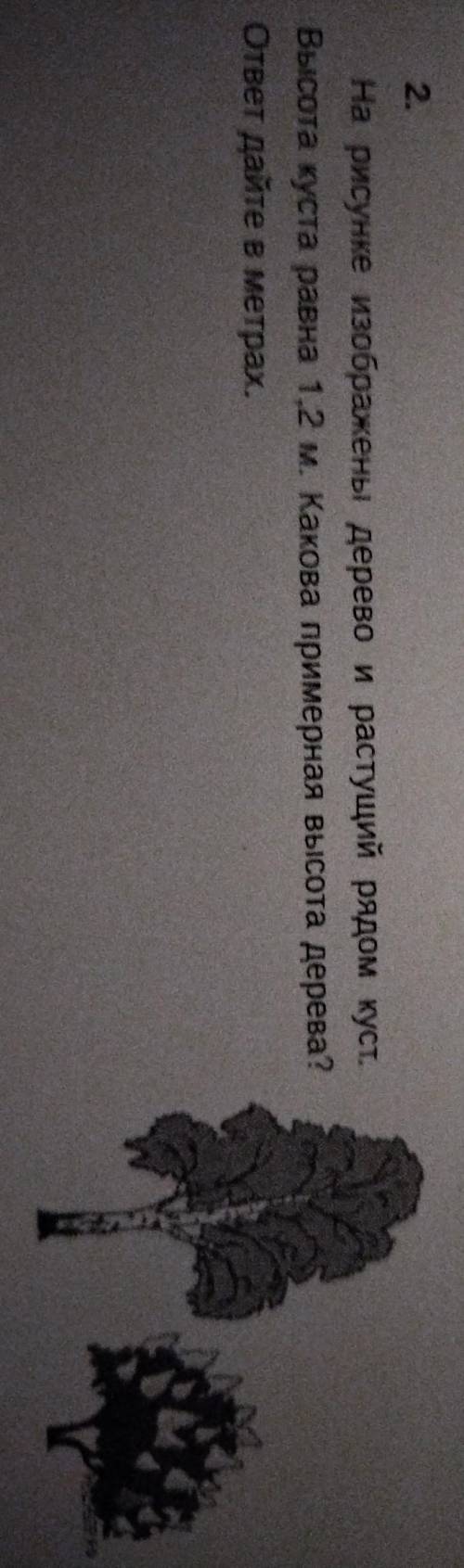 На рисунке изображены дерево и растушди рядом кус Высота куста равна 1,2 м. Какова примерная Высота 