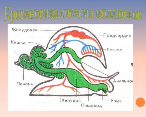 записать эволюцию жидкости передвигающейся по сосудам, по больше если можно , кр , только , заранее