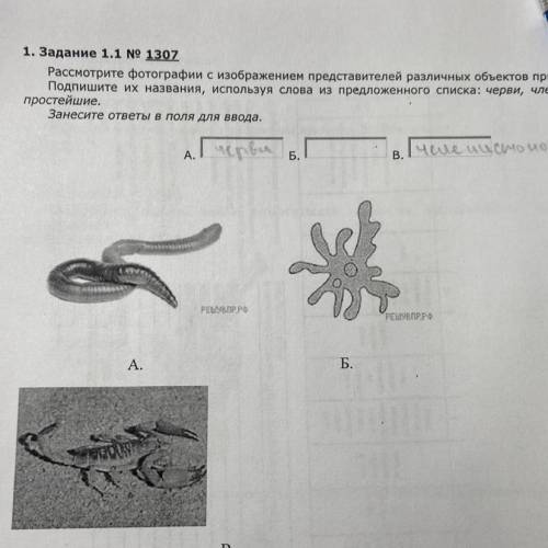 1. Задание 1.1 № 1307 Рассмотрите фотографии с изображением представителей различных объектов природ