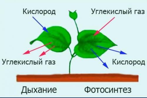 Задание 4. Определите разницу между процессом дыхания растений и процессом фотосинтеза. При дыхании 