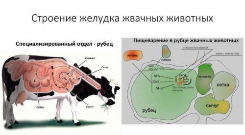 Систематика коровы ответьте