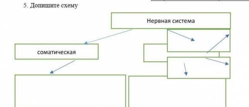 , осталось 15 минут5. Допишите схему нервная система соматическая