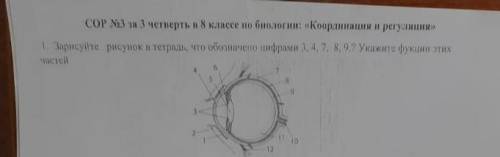 . Что обозначено цифрами 3,4,7,8,9? Укажите функции этих частей.