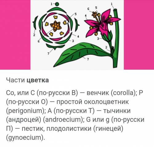 Инструкция Как читать схему цветка