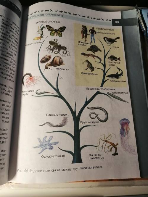 Рассмотрите рисунок 44 и составьте рассказ о родственных связях между животными укажите место челове