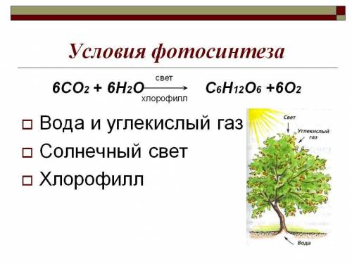 Назовите условия необходимые для процесса фотосинтеза