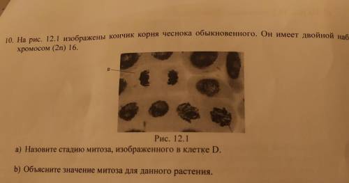 10. На рис. 12. 1 изображены кончик корня чеснока обыкновенного. Он имеет двойной набор хромосом (2n